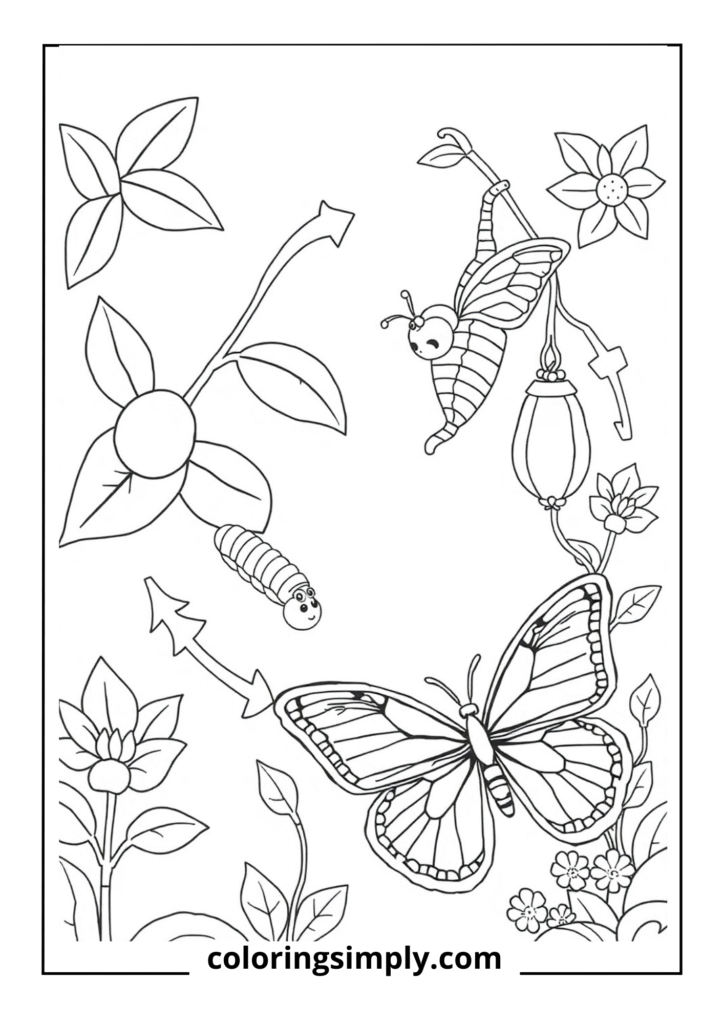 "Amazing Butterfly Journey" - The four-stage transformation of a butterfly's life cycle