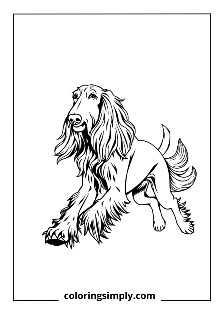 Afghan Hound in Motion