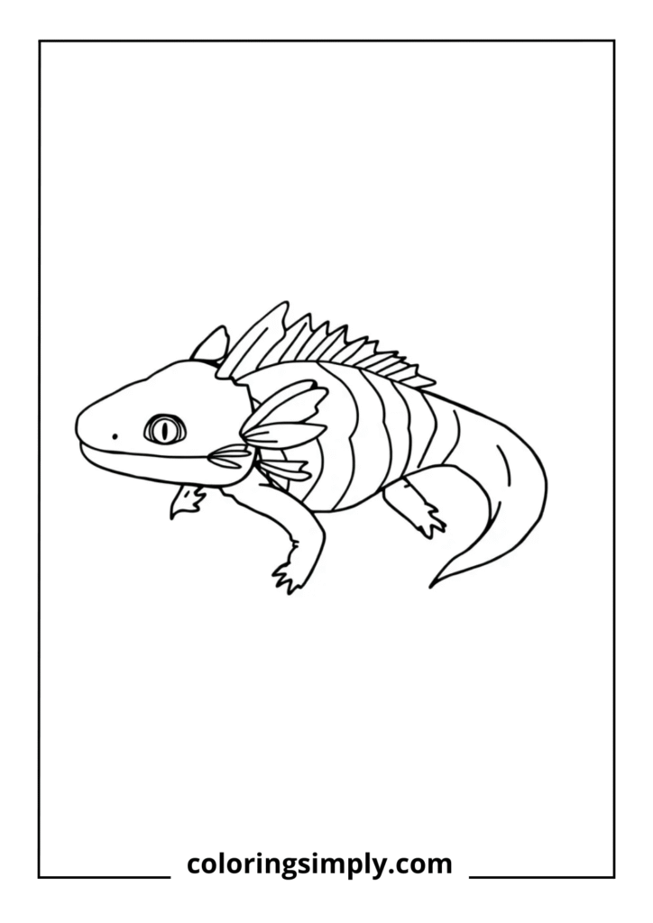 Anatomically Accurate Axolotl