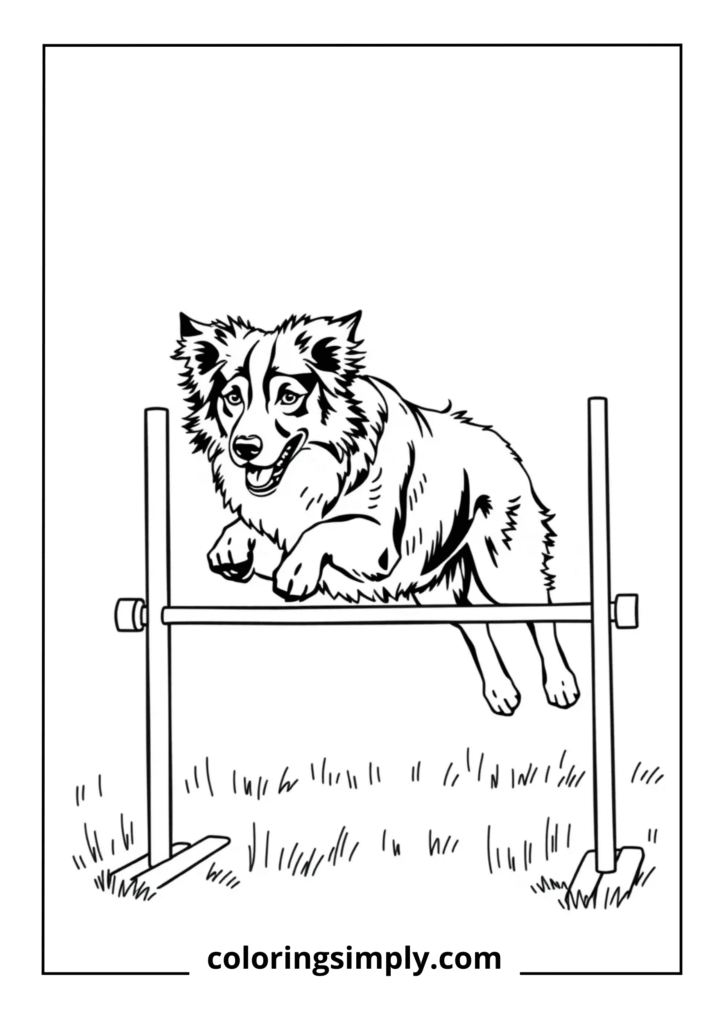 Australian Shepherd Agility