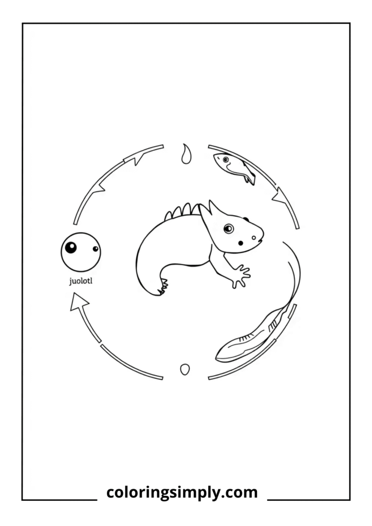 Axolotl Life Cycle Diagram