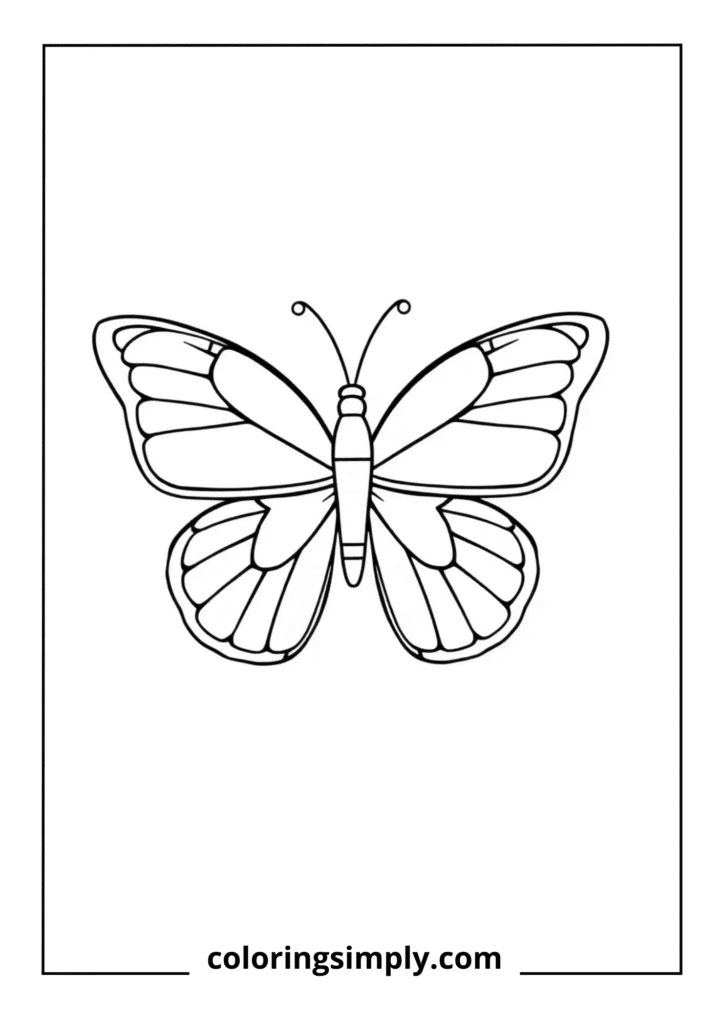 Big Wing Butterfly