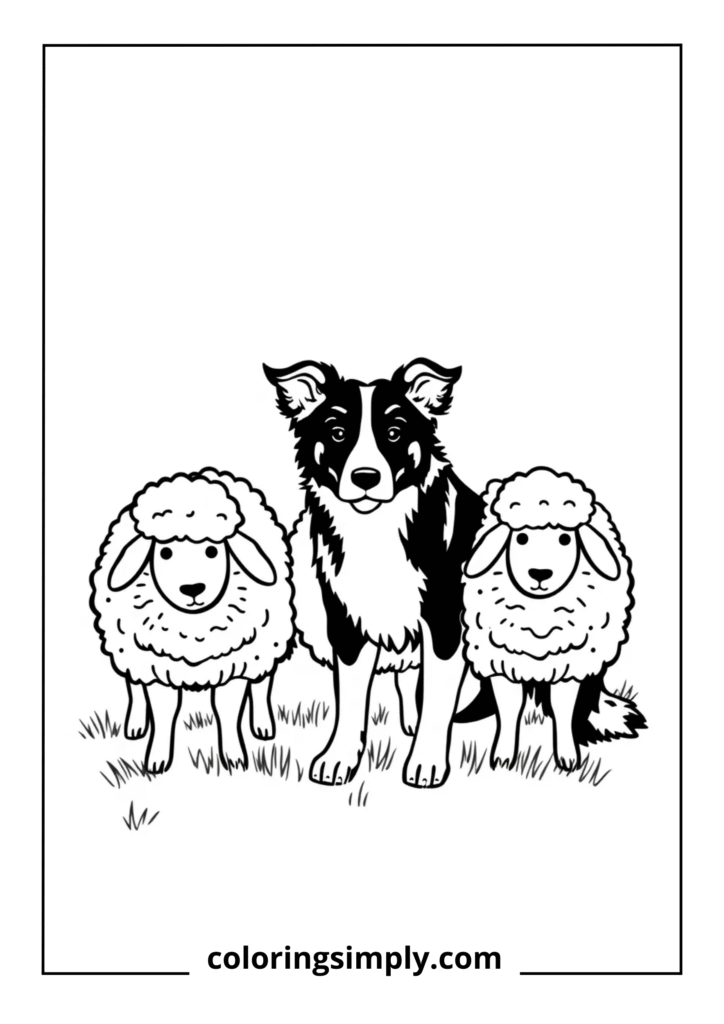 Border Collie Herding Sheep