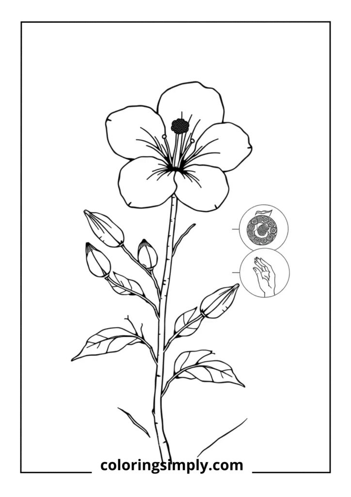 Botanical Scientific Illustration