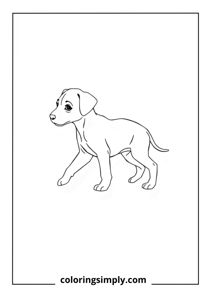 Dachshund Puppy
