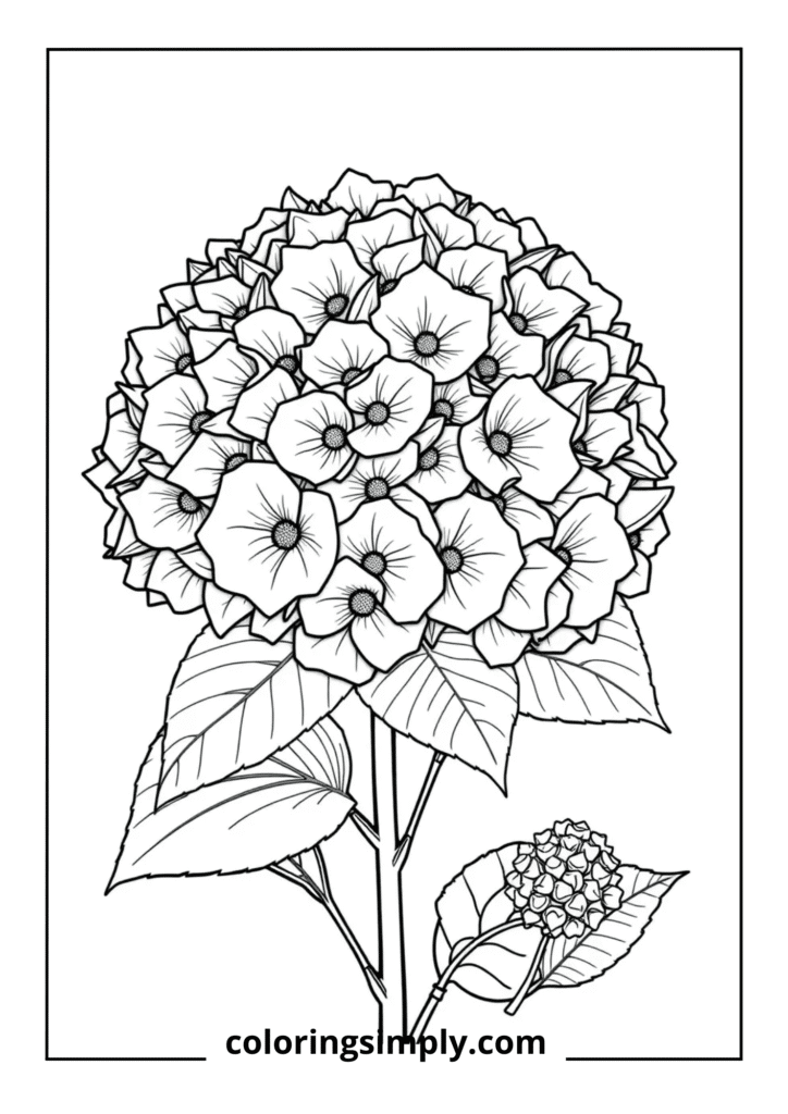 Hydrangea Cluster Detail