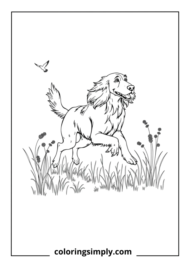 Irish Setter in Field