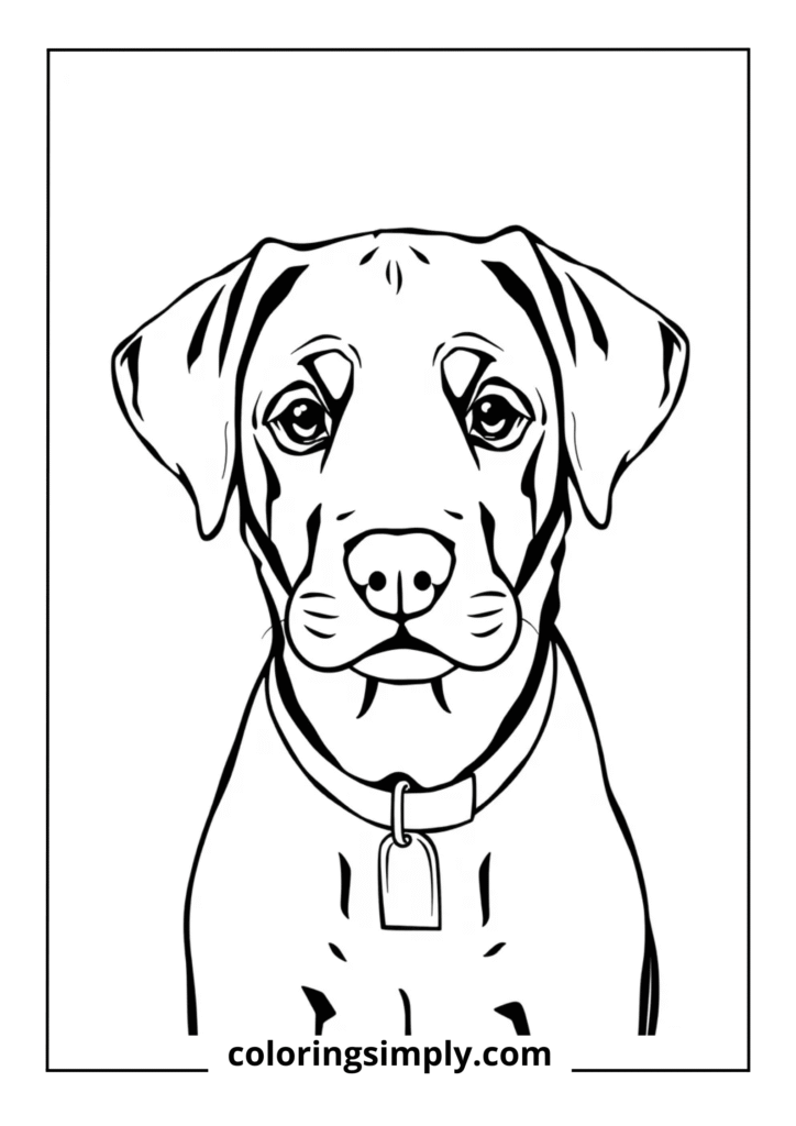 Labrador Puppy Portrait