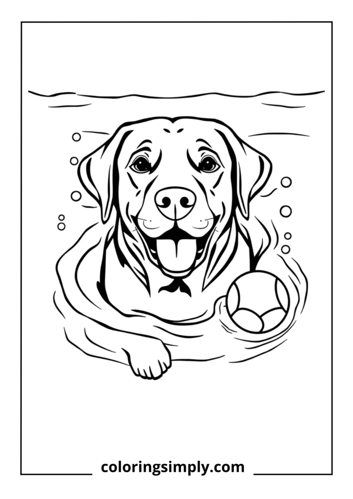 Labrador Retriever Swimming