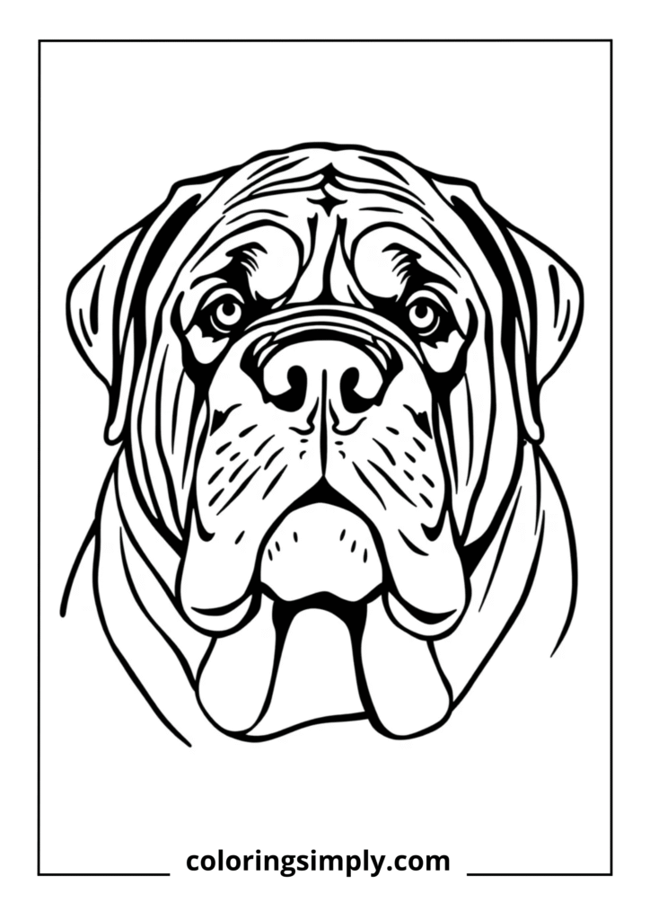 Mastiff Portrait Study