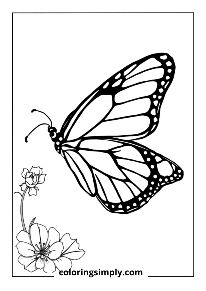 Monarch Butterfly Realistic