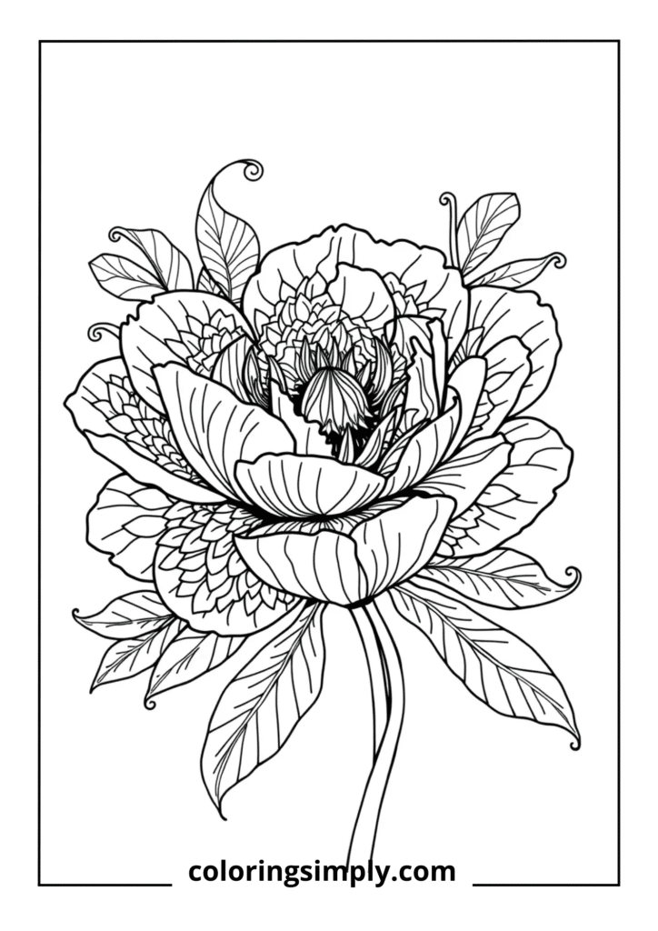 Peony Zentangle Explosion