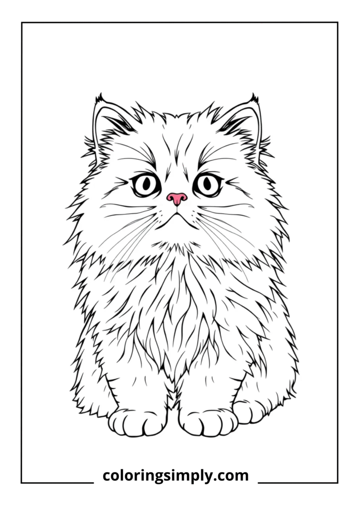 Persian Kitten with Elaborate Fur