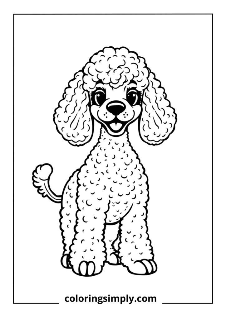 Poodle Perfection" - Poodle Puppy with Curly Coat
