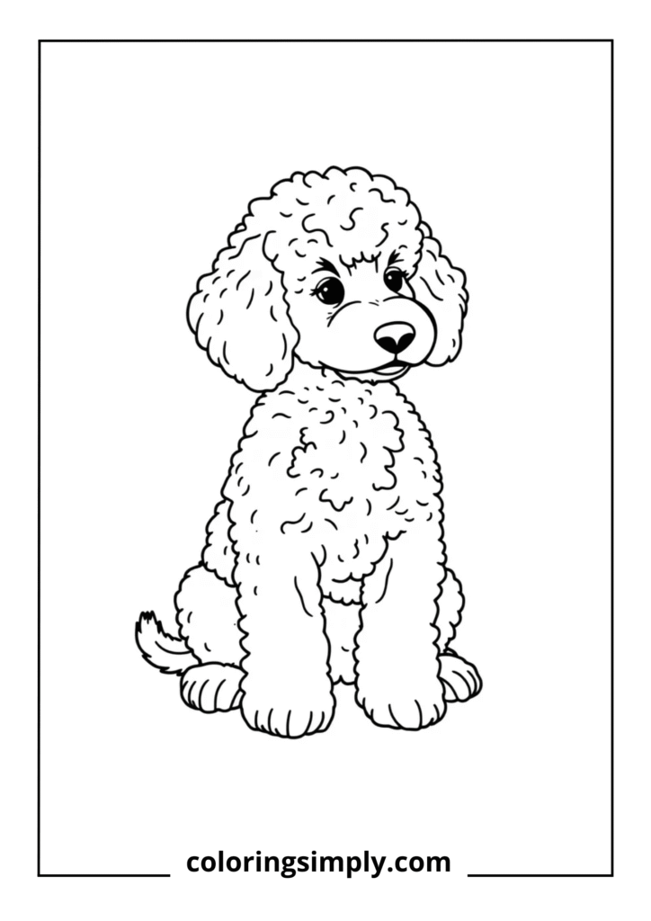 Poodle Puppy with Curly Fur