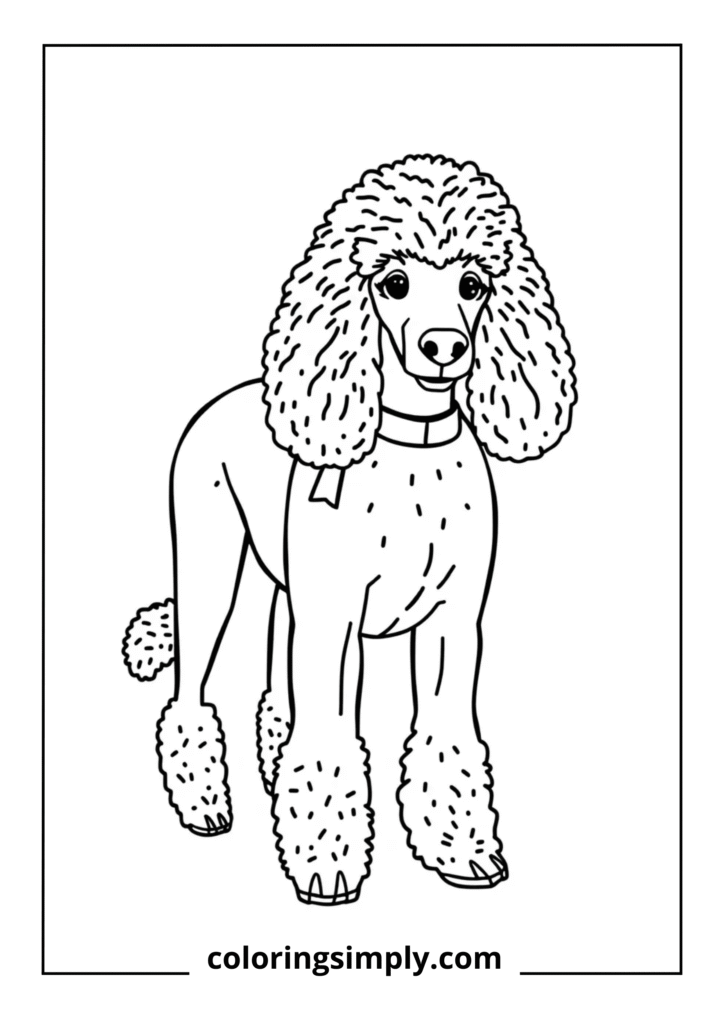 Poodle with Fancy Haircut