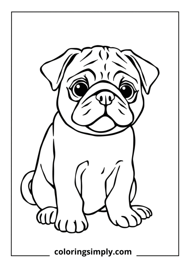 Pug Puppy with Wrinkles