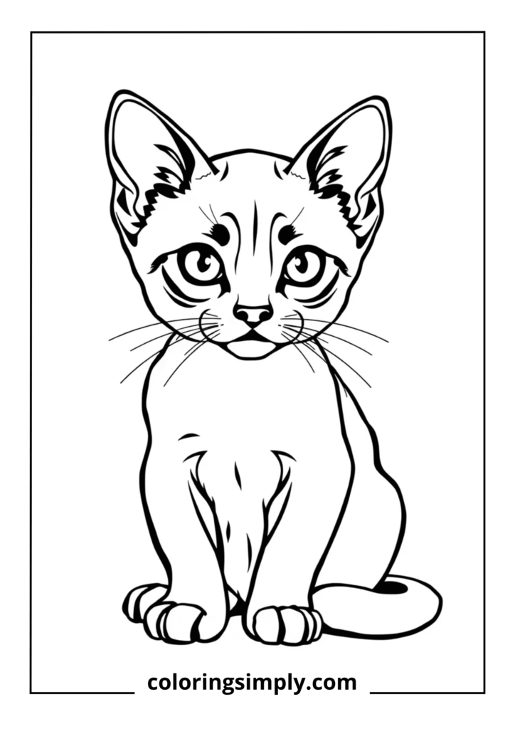 Siamese Kitten with Distinctive Markings