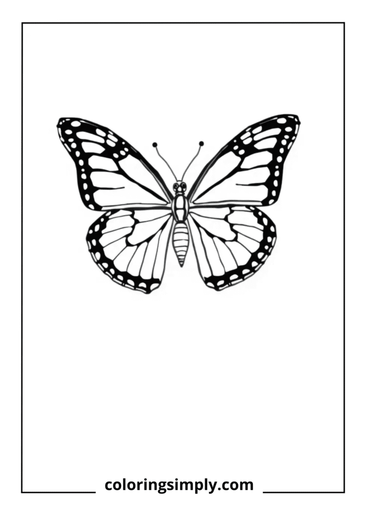 Swallowtail Butterfly