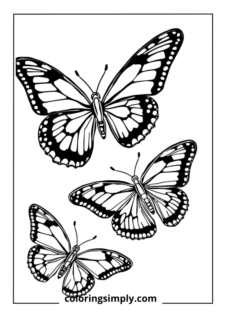 Tropical Butterfly Collection