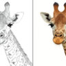 giraffe coloring pages