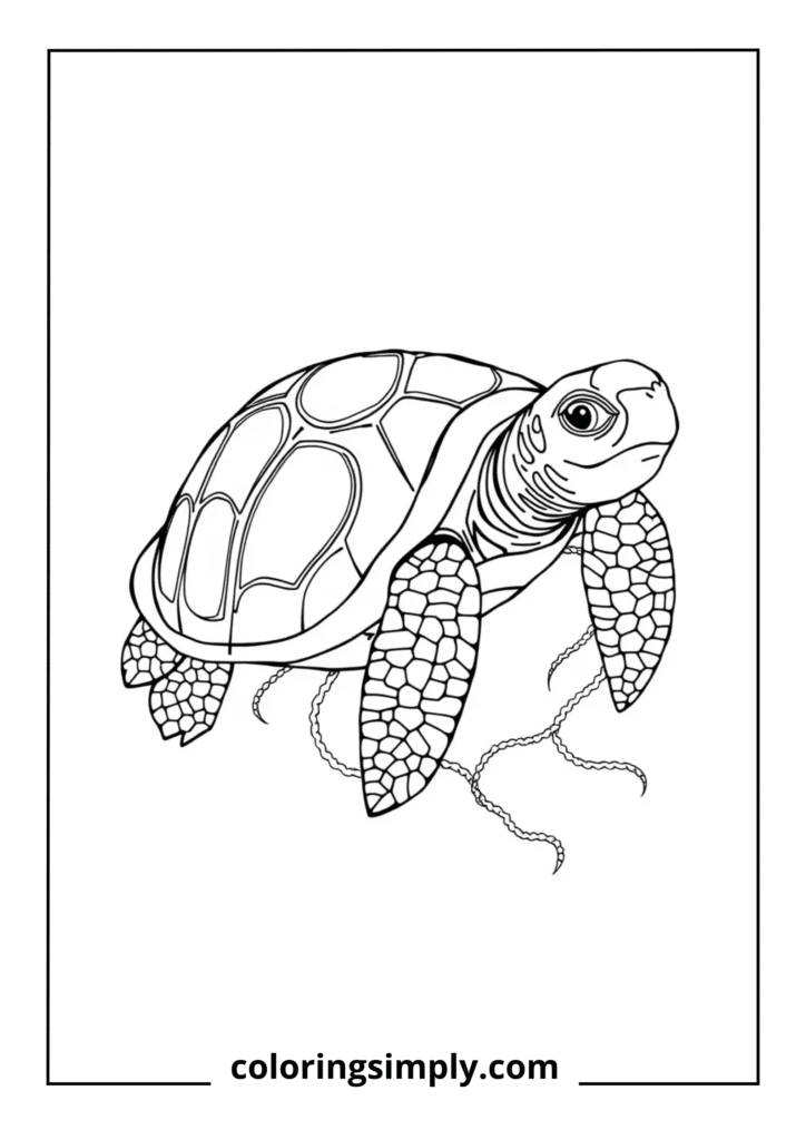 Ancient Sea Turtle
