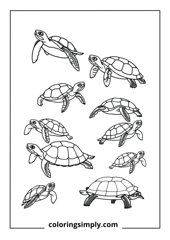 Different Turtle Species