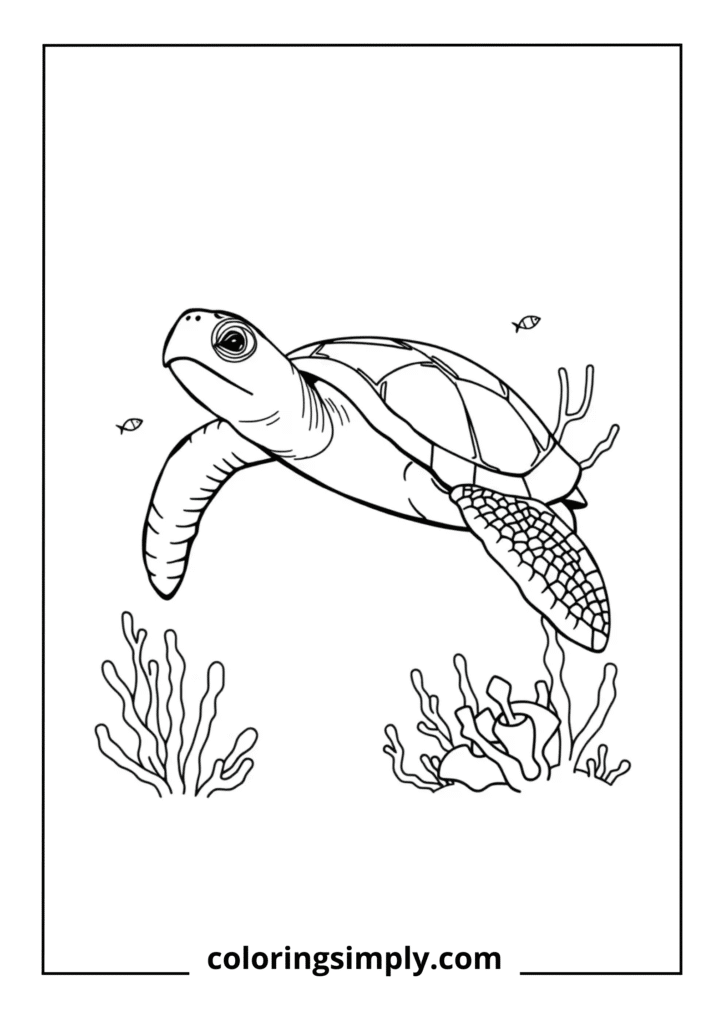 Hawksbill Turtle in Coral Reef