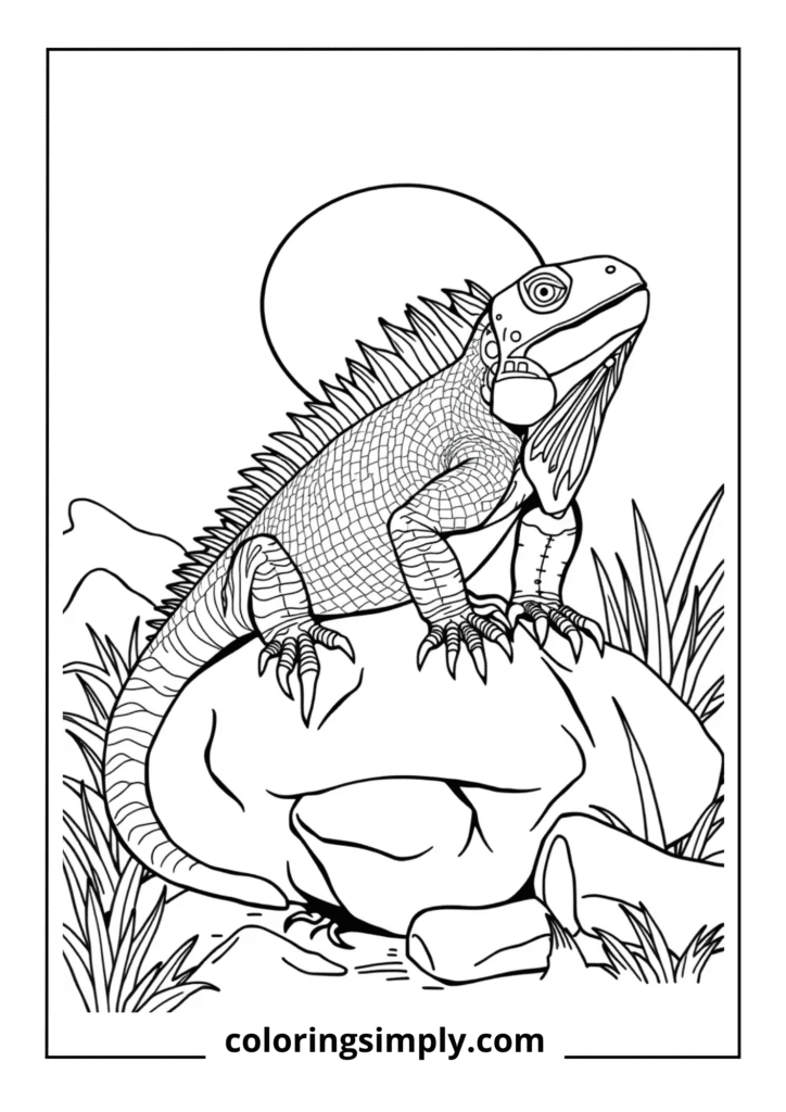 Iguana Sunbathing