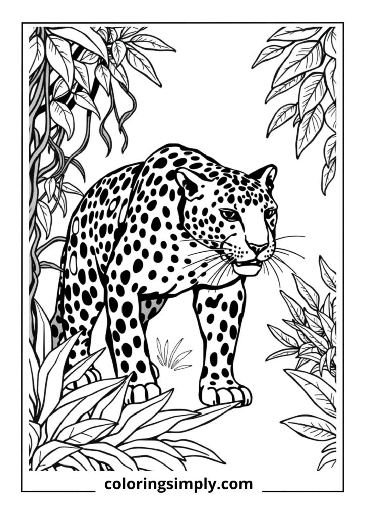 Jaguar Stalking