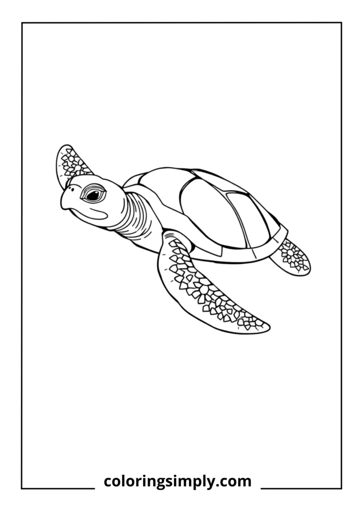 Swimming Green Sea Turtle