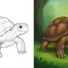 Turtle Coloring Page