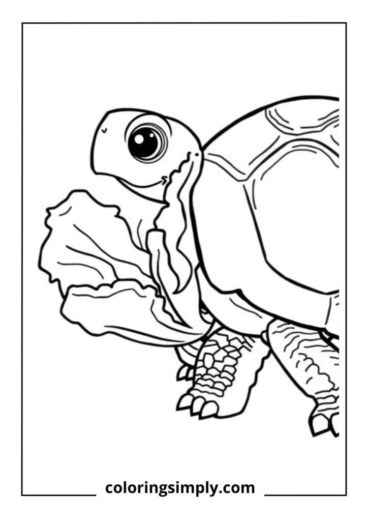 Turtle Eating Lettuce