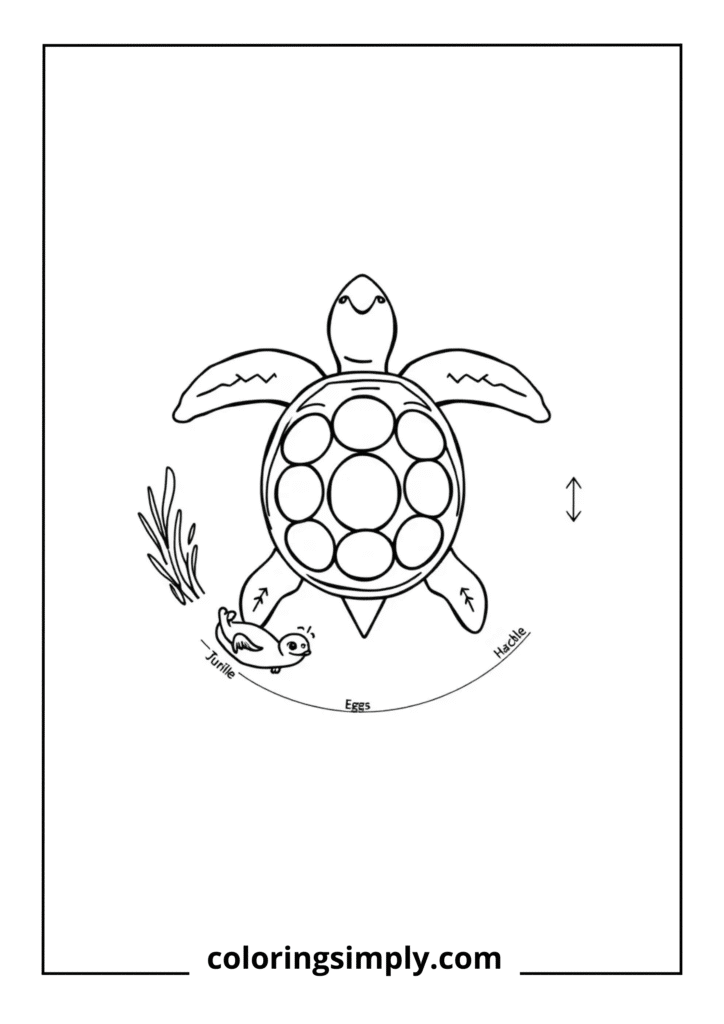 Turtle Life Cycle